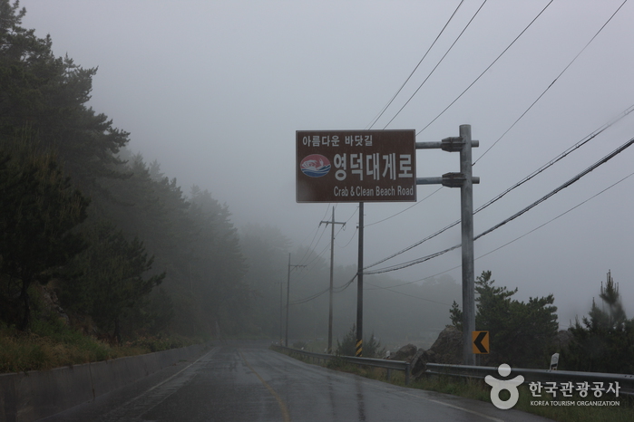 东海岸(盈德竹蟹路)동해안(영덕대게로)
