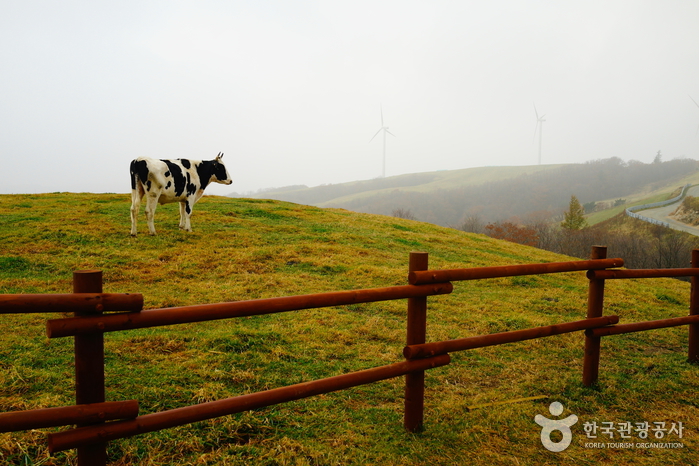 大关岭三养牧场대관령 삼양목장