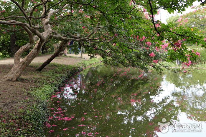 潭阳鸣玉轩苑林(담양 명옥헌 원림)