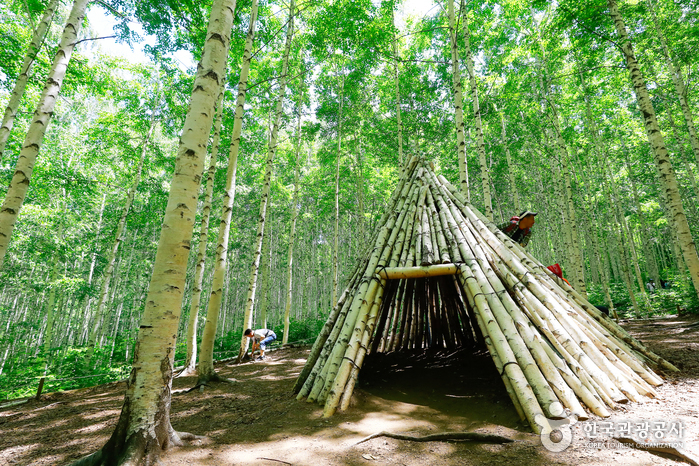 麟蹄院垈里白樺林(원대리 자작나무 숲 (속삭이는 자작나무 숲))