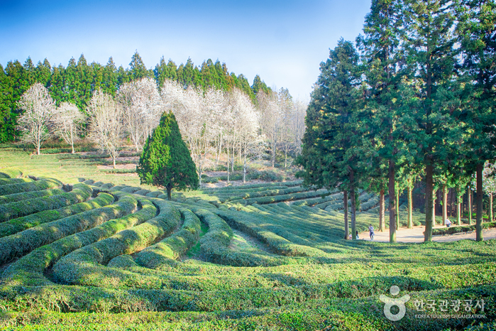 大韓茶園(대한다원)