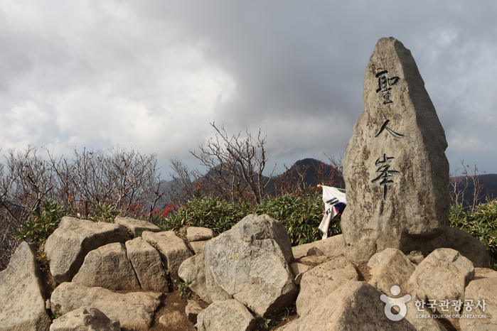 Seonginbong Primeval Forest [National Geopark] (성인봉 원시림 (울릉도, 독도 국가지질공원))