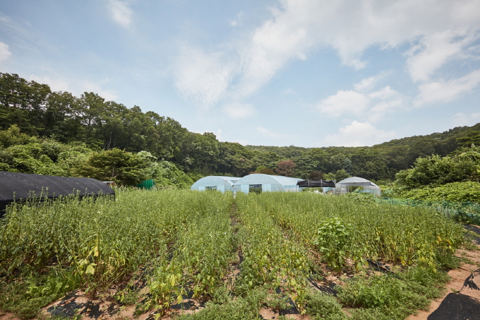 Yongin Hobak Deungbul Village (용인호박등불마을) Yongin Hobak Deungbul Village (용인호박등불마을)