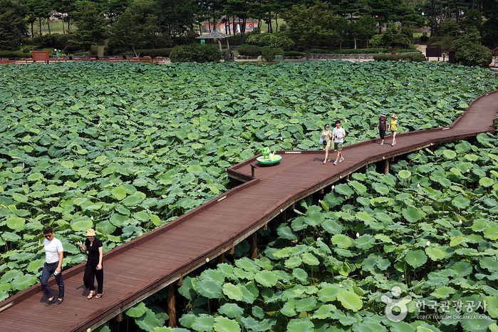 Muan Hoesan White Lotus Pond (무안회산백련지) Muan Hoesan White Lotus Pond (무안회산백련지)
