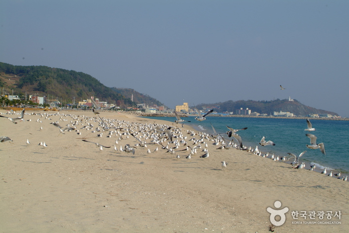 Hupo Beach (후포해수욕장) Hupo Beach (후포해수욕장)