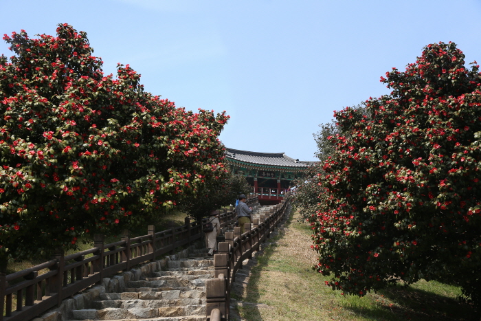Seocheon Maryang-ri Camellia Forest (서천 마량리 동백나무 숲) Seocheon Maryang-ri Camellia Forest (서천 마량리 동백나무 숲)