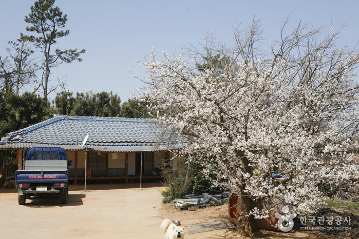 Ferme des prunes de Bohae (보해매실농원)