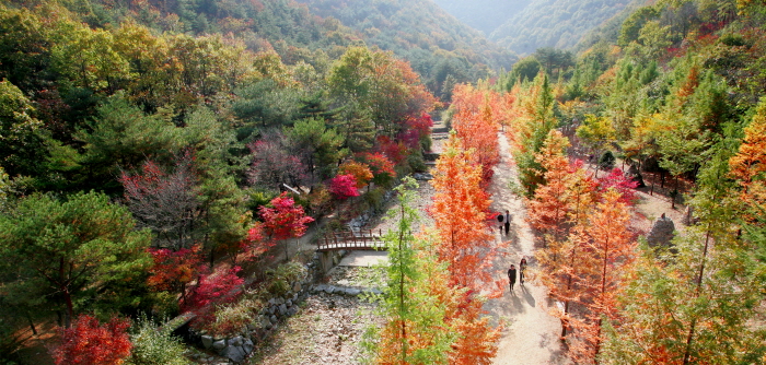 Espace forrestier à Sangso-dong (상소동 산림욕장)