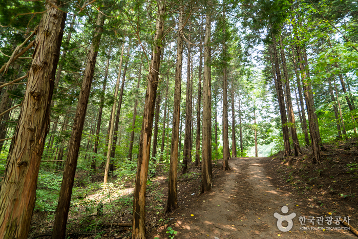 Forêt Chungnyeongsan (축령산자연휴양림) Forêt Chungnyeongsan (축령산자연휴양림)