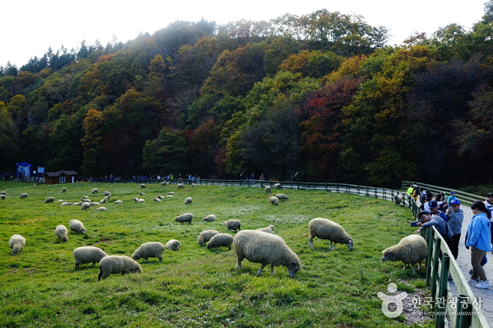 Ferme d'élevage de moutons de Daegwallyeong (대관령 양떼목장) Ferme d'élevage de moutons de Daegwallyeong (대관령 양떼목장)