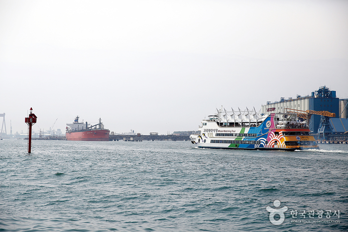 Croisière 'whale watching tour' de Jangsaengpo 장생포 고래바다여행선 Croisière 'whale watching tour' de Jangsaengpo 장생포 고래바다여행선