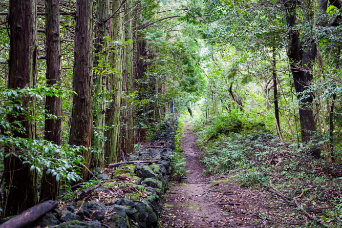 Chemin de forrestier Gosalli (고살리 숲길) Chemin de forrestier Gosalli (고살리 숲길)