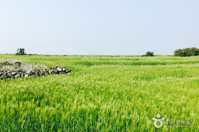 Île Gapado (가파도)
