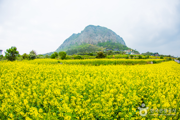 Berg Sanbangsan (산방산(제주))