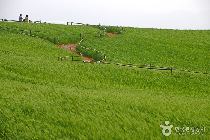 Borinara Hagwon Farm (보리나라 학원농장) Borinara Hagwon Farm (보리나라 학원농장)