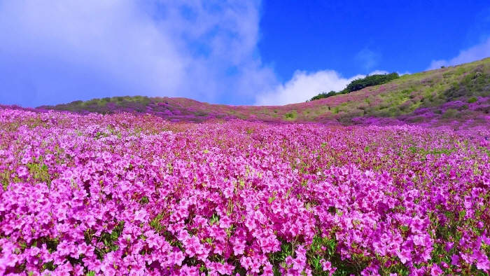 黄梅山郡立公園（황매산군립공원）