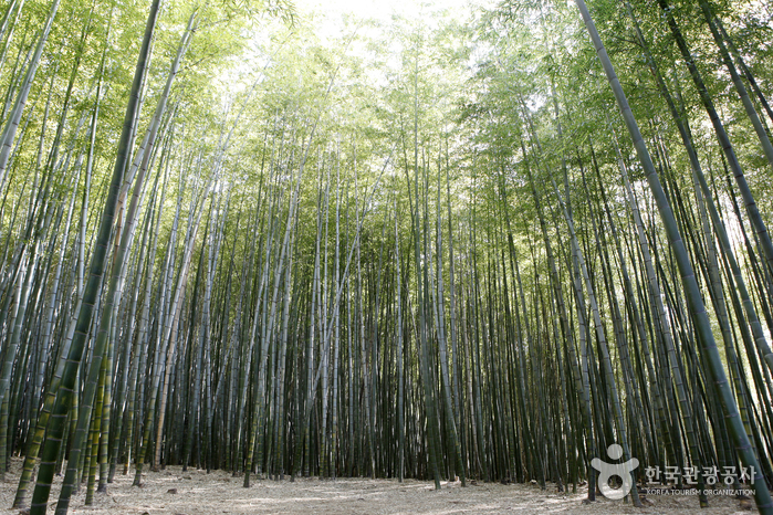 대나무 울창한 아홉산 숲으로