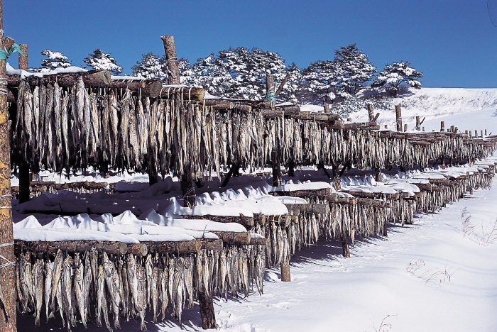 대관령 황태덕장마을 대관령 황태덕장마을