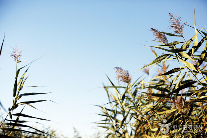 금강과 갈대밭의 '광활' 속으로