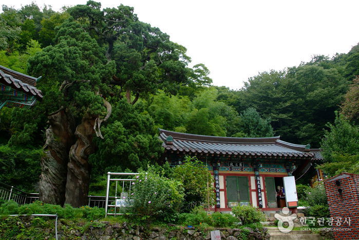 순천 송광사 천자암 쌍향수(곱향나무) 순천 송광사 천자암 쌍향수(곱향나무)