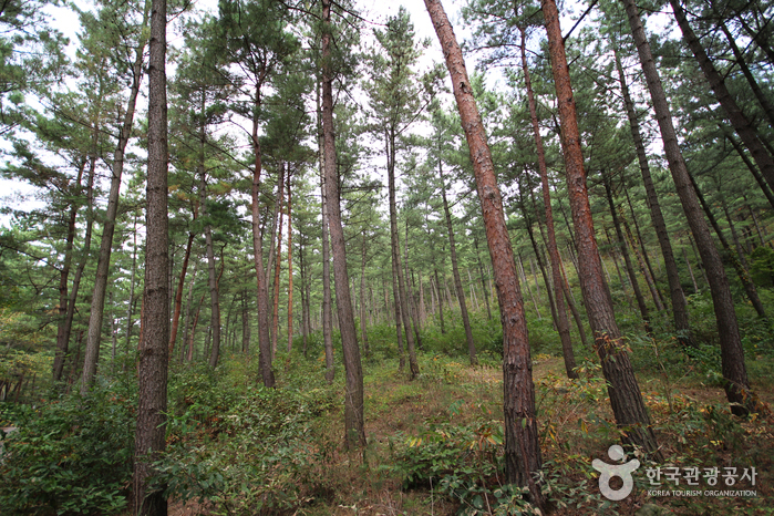 도심 속 지친 사람들의 여유 충전 코스 [웰촌]