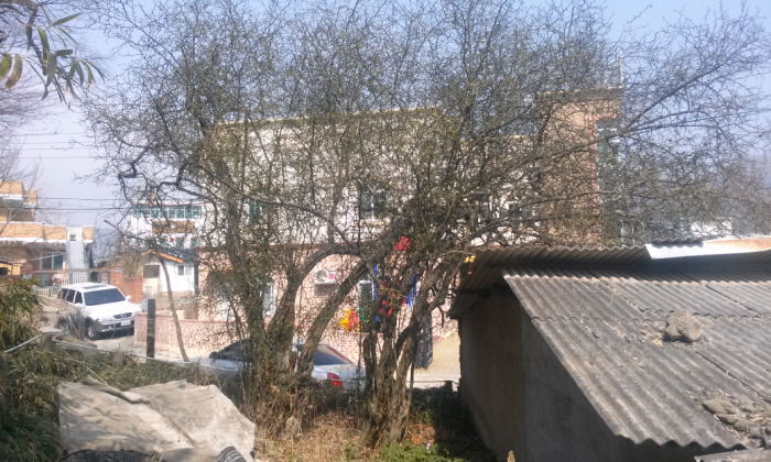 국우동 탱자나무 국우동 탱자나무