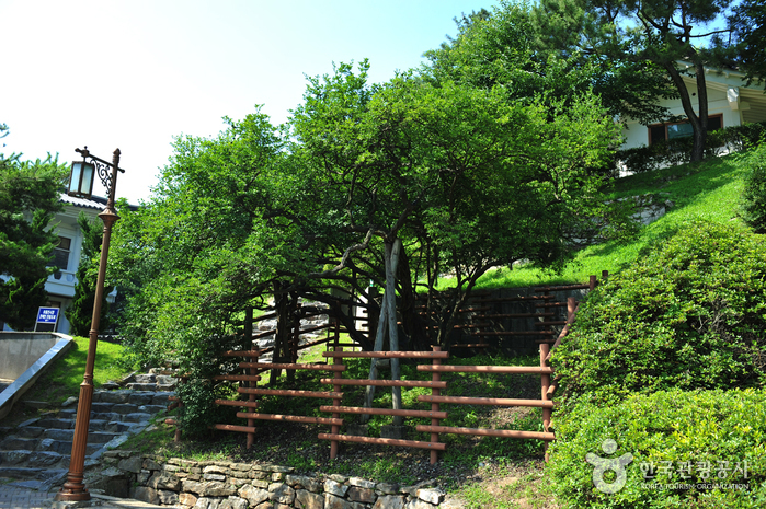 강화 갑곶리 탱자나무