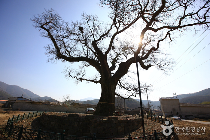 함안 영동리 회화나무