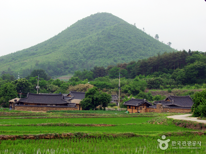 고성, 보랏빛 향기따라 왕곡마을과 하늬라벤더팜 고성, 보랏빛 향기따라 왕곡마을과 하늬라벤더팜