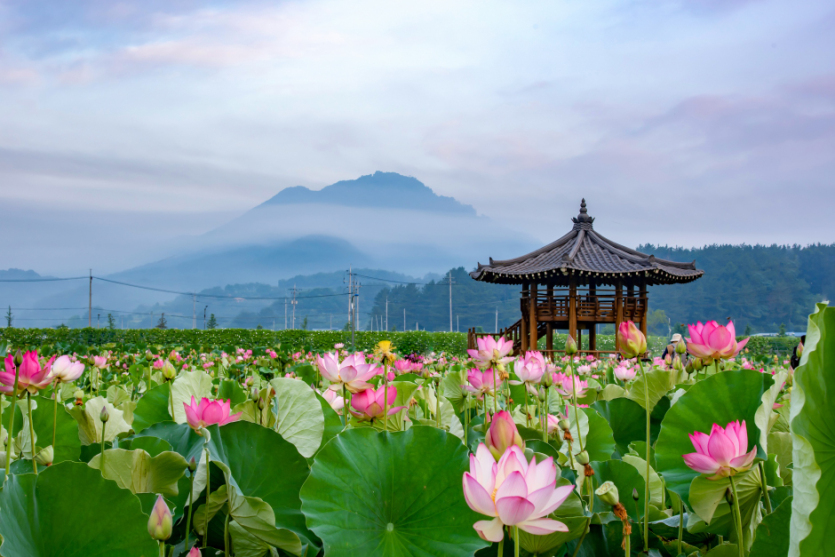 함안연꽃테마파크
