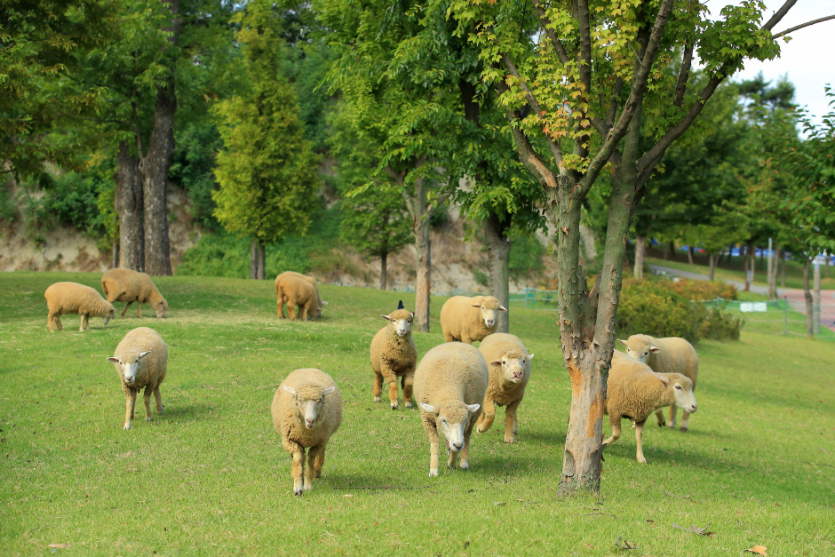 늘솔길공원양떼목장