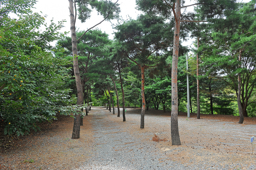 계곡과소나무 오토캠핑장