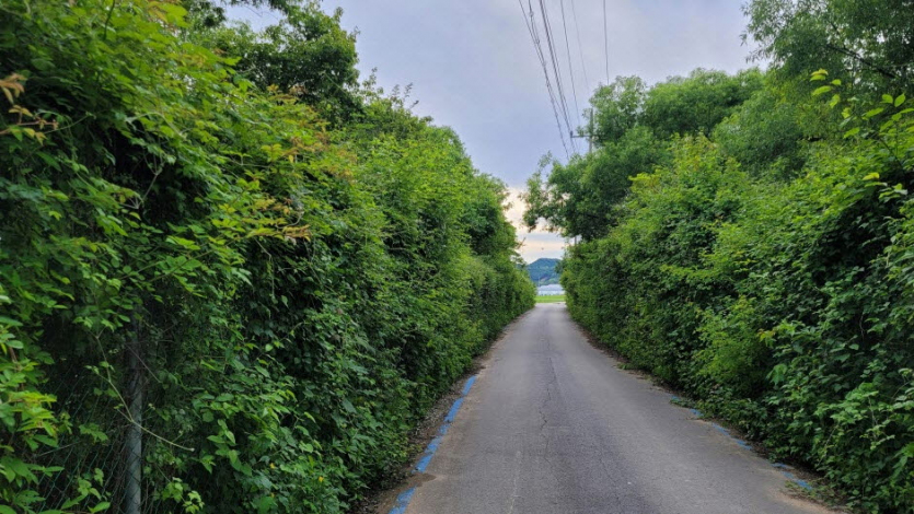 강원평화누리길 1코스 철원 금강산길