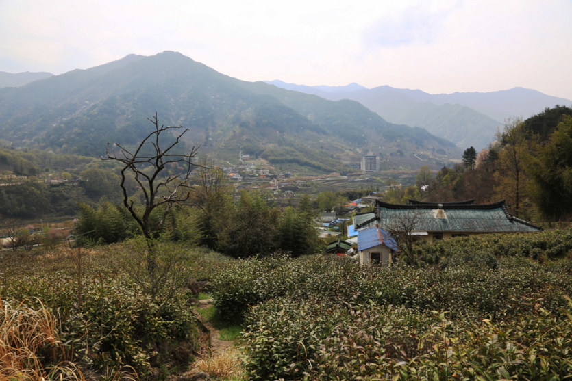 녹차체험마을 제다체험장(용강녹차체험마을)