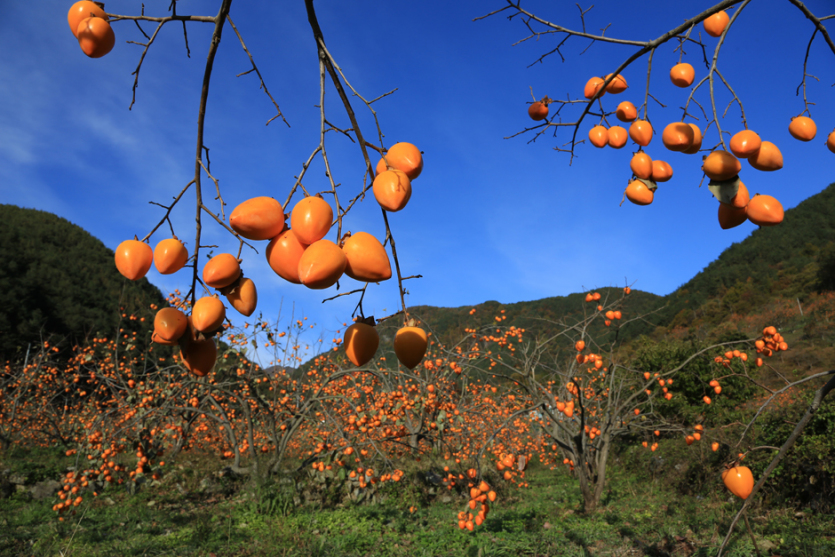 시천곶감마을(시천내대골마을)