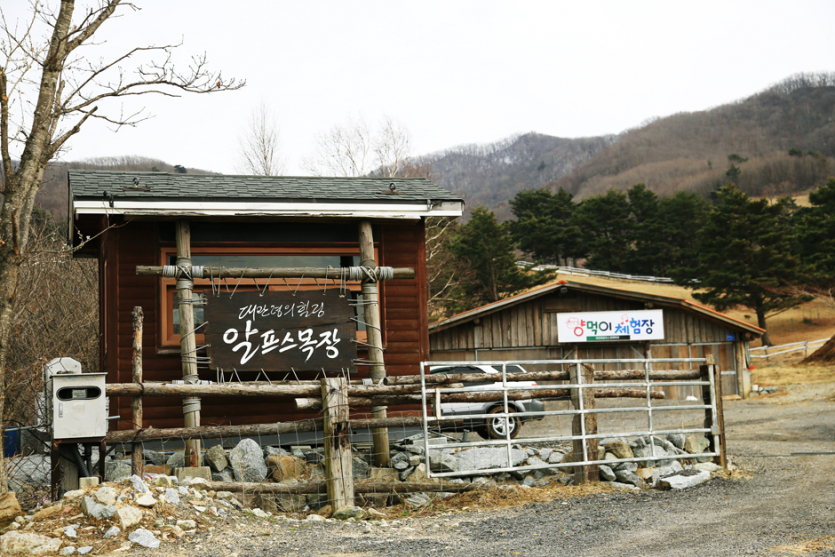 대관령알프스양떼목장