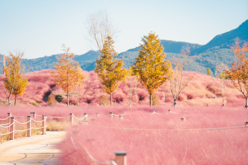 신소양체육공원핑크뮬리