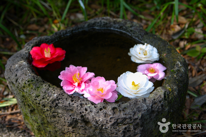 Дендрарий Дендрарий