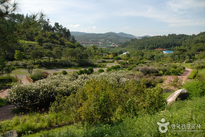 Bosque Recreativo Geumgang (Arboreto Geumgang, Museo Forestal) (금강자연휴양림(금강수목원,산림박물관)) Bosque Recreativo Geumgang (Arboreto Geumgang, Museo Forestal) (금강자연휴양림(금강수목원,산림박물관))