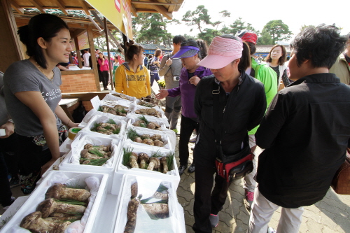 Festival del Songi de Geumgang en Uljin (울진금강송송이축제)