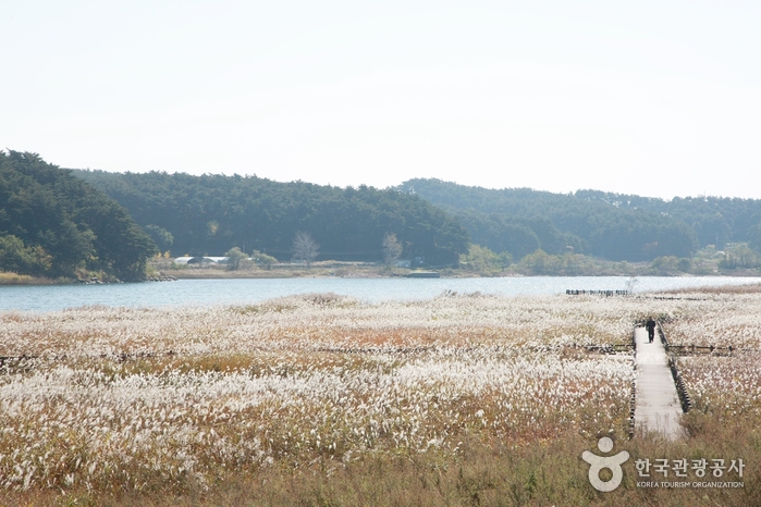 Arroyo Namdaecheon (남대천)