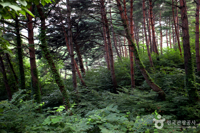 Bosque Recreativo Nacional del Monte Chilbosan (국립 칠보산자연휴양림)